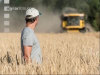 Rye harvest 7