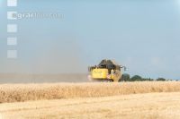 Rye harvest 11