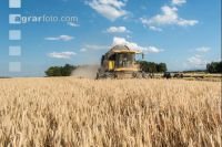 Rye harvest 13