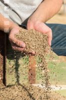 Rye harvest 18