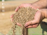 Rye harvest 19