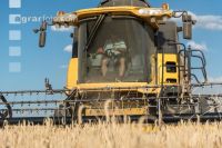 Rye harvest 23