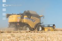 Rye harvest 27