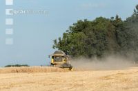 Rye harvest 28