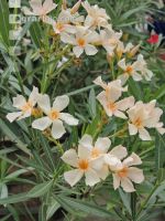 Oleander 1