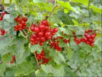 Johannisbeere rot 13
