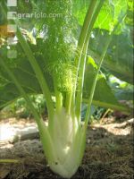 Knollenfenchel 7