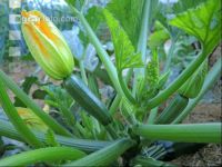 Zucchini 12