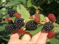 Brombeeren 6