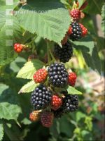 Brombeeren 10