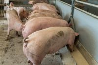 Schweine fressen 52