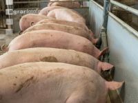 Schweine fressen 51