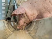 Schweine fressen 50