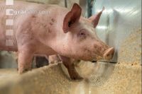 Schweine fressen 49