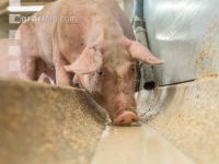 Schweine fressen 48