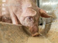 Schweine fressen 47