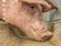 Schweine fressen 46