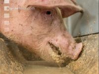Schweine fressen 45