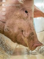 Schweine fressen 53