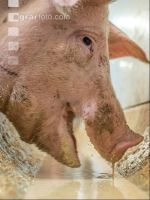Schweine fressen 43