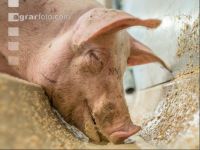 Schweine fressen 42