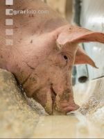 Schweine fressen 41