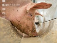 Schweine fressen 40