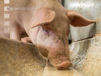 Schweine fressen 39