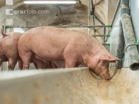 Schweine fressen 38