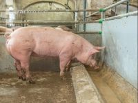 Schweine fressen 37
