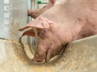 Schweine fressen 36