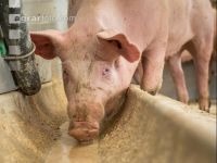 Schweine fressen 34