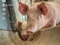 Schweine fressen 33