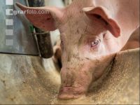 Schweine fressen 32