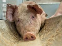 Schweine fressen 31