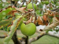 Apfel Dürre 4