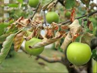 Apfel Dürre 3