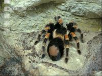 Vogelspinne