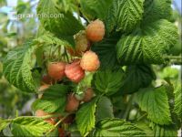 Gelbe Himbeeren
