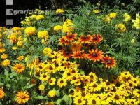 Blumenbeete