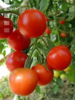 Tomate 13