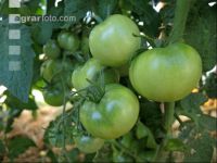 Tomaten unreif 2
