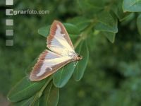 Buchsbaumzünsler Schmetterling 3