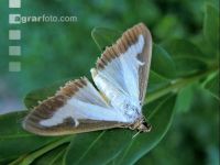 Buchsbaumzünsler Schmetterling 2