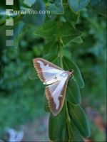 Buchsbaumzünsler Schmetterling 1