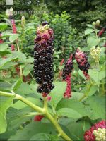 Kermesbeere 3