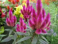 Celosia 3