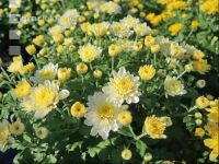 Chrysanthemen 4