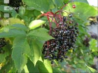 Holunderbeere 6