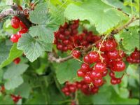 Johannisbeere rot 2